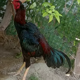 taşkent horaz