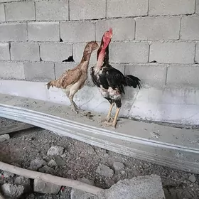 TAŞKENT