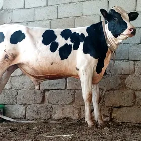 Öküz