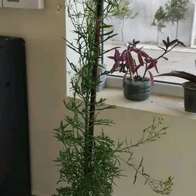 Ofis we öý un