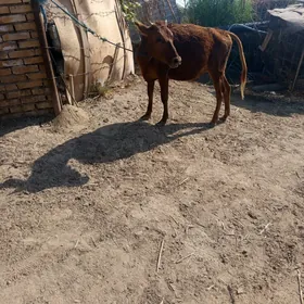 семиз унажын