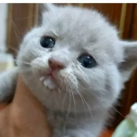 Шотландские лиловые