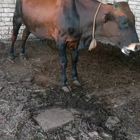öküz