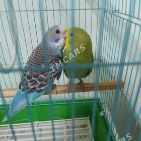 Papugaý