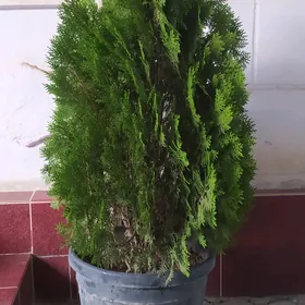 yolka tuya