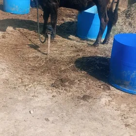öküz sygyr