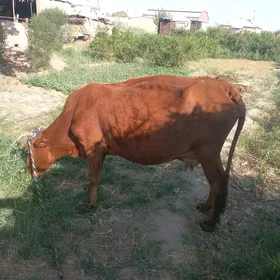 Gysyr Sygyr
