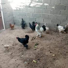 byrama jujeler we towuklar
