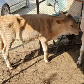 şwes okuzce
