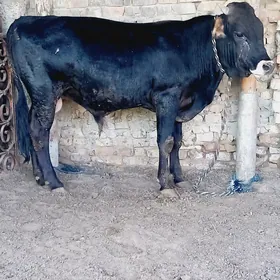 BAKYLAN OKUZ.