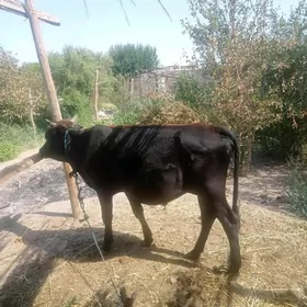 Öküz ve ökuce