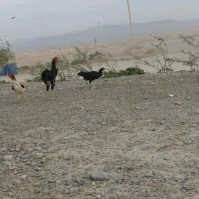 Taşkent horaz maki
