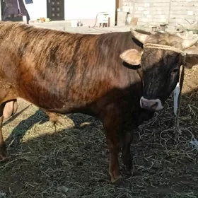 ökûz
