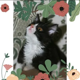 Котенок в добрые ручки