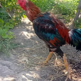 Horaz