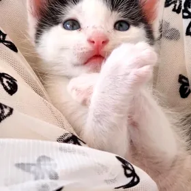 pisijekler котята
