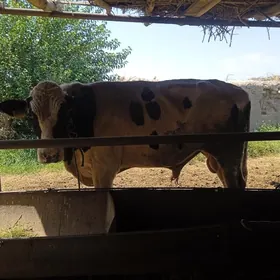 öküz