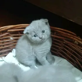 Шотландские вислоухие