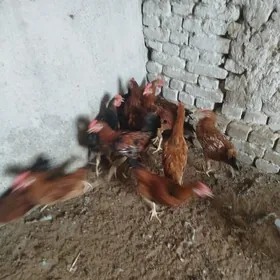 Horazlar