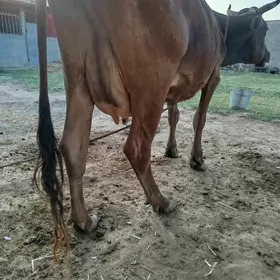 Göleli sığır.
