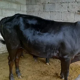 2 ÖKIZ Bakilip duran