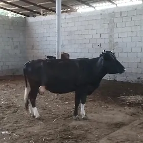 ARASSA GIBIRIT GOLELI SYGYR