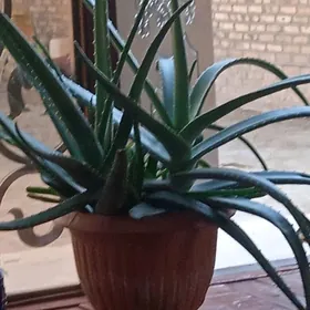 Aloe gul