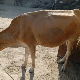 sygyr ardana