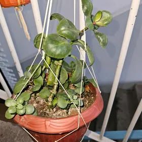 каланхое