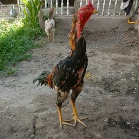horaz baysow