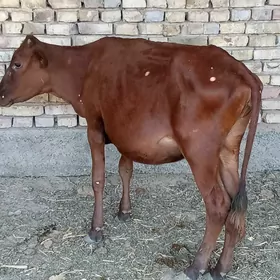 GULAJYN GYSYR