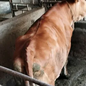 arassa bakylan tuwe
