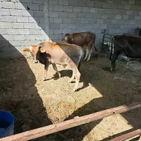 Oküz