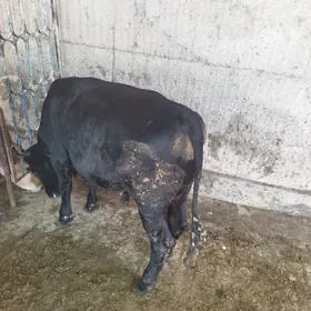 öküz