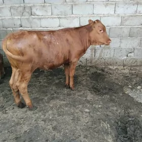 gaçar