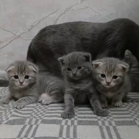 вислоухие котята