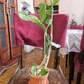 кактус