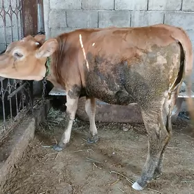 Tuwe mal