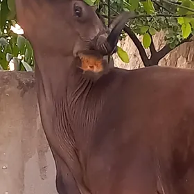 ARASSA ŞİWİT BOGOZ SYGYR