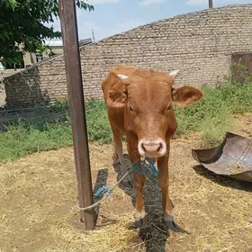 öküz