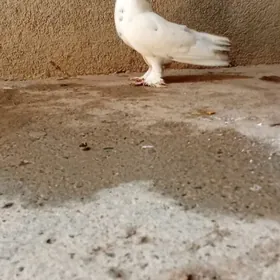 guslar