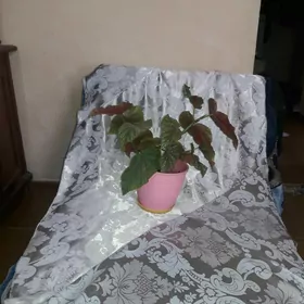 Цветок Бегония