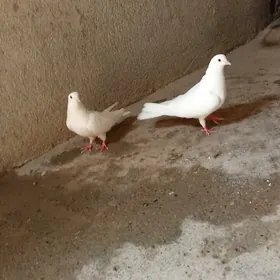 kepderi