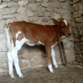 Tohum göleli sygyr