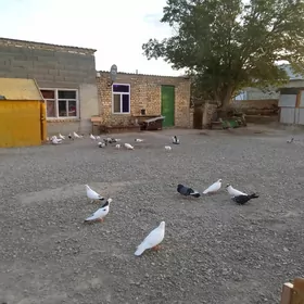 кепдери