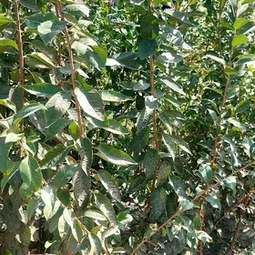 çeresniya