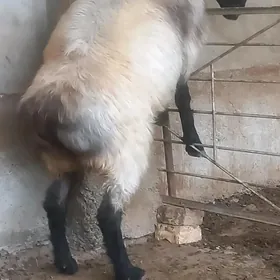 Goç mal arassa sagdyn