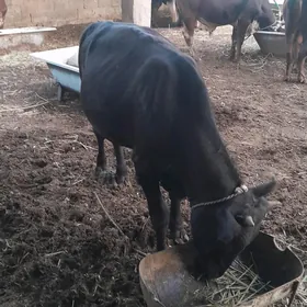 Ökuz 1 ýaşan