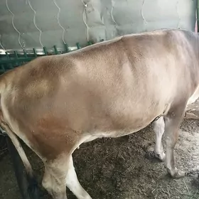Göle