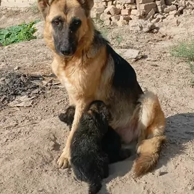 АВЧАРКА